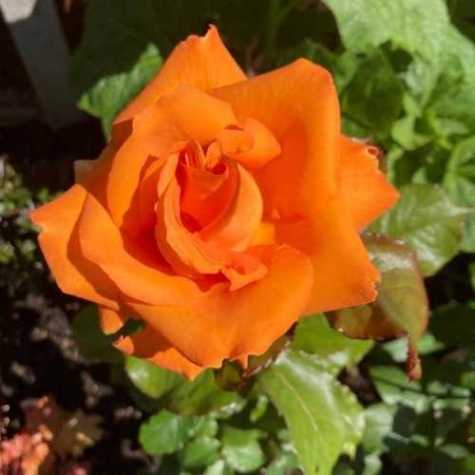 Doris Tysterman Hybrid Tea Rose