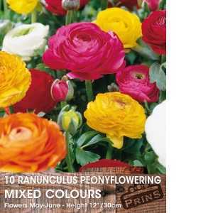 Ranunculus Peony Flowering Mixed Colours 10 Per Pack