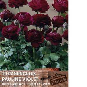 Ranunculus Pauline Violet Bulbs 10 Per Pack