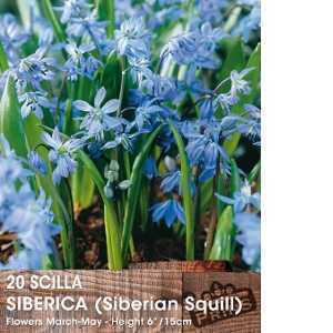 Scilla Siberica (Siberian Squill) Bulbs 20 Per Pack