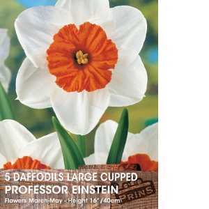 Daffodil Large Cupped Professor Einstein  Bulbs 5 Per Pack