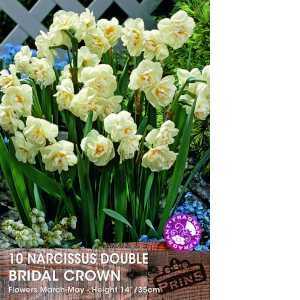 Narcissus Double  Bridal Crown Bulbs (Daffodil) 10 Per Pack