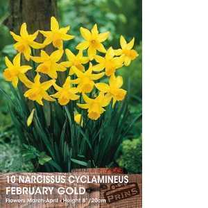 Narcissus Cyclamineus February Gold Bulbs (Daffodil) 10 Per Pack