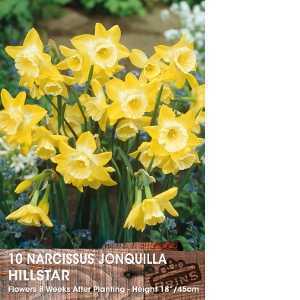 Narcissus Jonquilla Hillstar Bulbs (Daffodil) 10 Per Pack