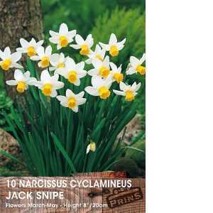 Narcissus Cyclamineus Bulbs Jack Snipe (Daffodil) 10 Per Pack