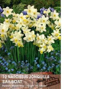 Narcissus Jonquilla Sailboat Bulbs (Daffodil) 10 Per Pack
