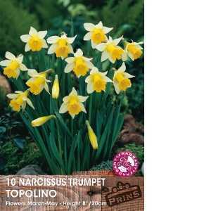 Narcissus Trumpet Bulbs Topolino (Daffodil) 10 Per Pack