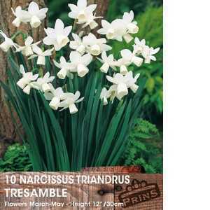 Narcissus Triandrus Tresamble  Bulbs (Daffodil) 10 Per Pack