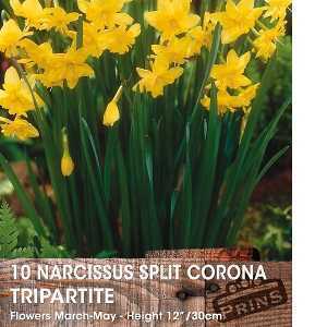 Narcissus Split Corona Tripartite Bulbs (Daffodil) 10 Per Pack