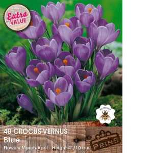 Crocus Vernus Blue Bulbs 40 Per Pack