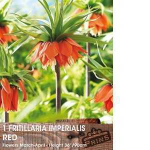 Fritillaria Imperialis Bulb Red 1 Per Pack