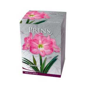 Royal Amaryllis Pink Gift Boxed Bulb 1 Per Pack
