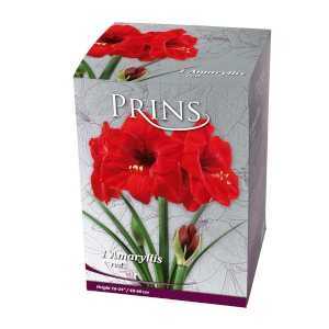 Royal Amaryllis Red Gift Boxed Bulb 1 Per Pack