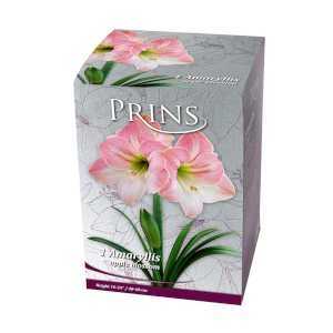 Royal Amaryllis Apple Blossom Gift Boxed Bulb 1 Per Pack