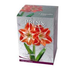 Royal Amaryllis Striped Gift Boxed Bulb 1 Per Pack