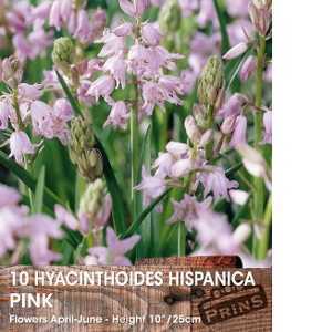 Hyacinthoides Hispanica Pink Bulbs 10 Per Pack (Spanish Bluebells)