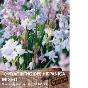 Hyacinthoides Hispanica Mixed Bulbs 10 Per Pack (Spanish Bluebells)