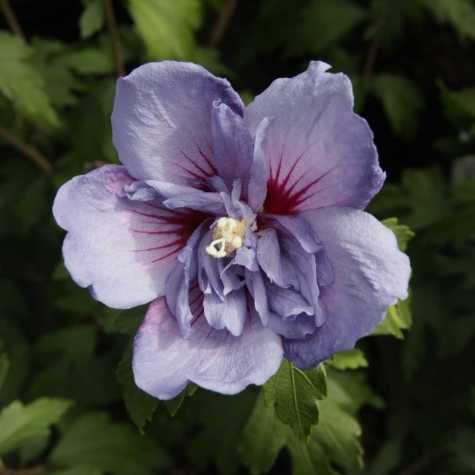 Hibiscus Syriacus Blue Chiffon (Rose of Sharon)