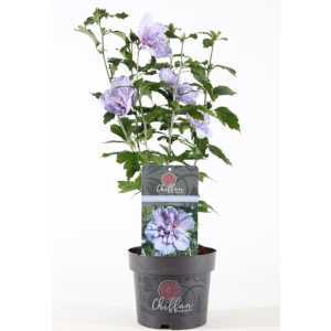 Hibiscus Syriacus Blue Chiffon (Rose of Sharon)