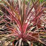 Cordyline Southern Splendour