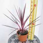 Cordyline Southern Splendour