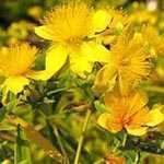 Hypericum Kalmianum St JohnsWort 