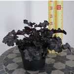 Heuchera 'Can Can' (Coral Bells))