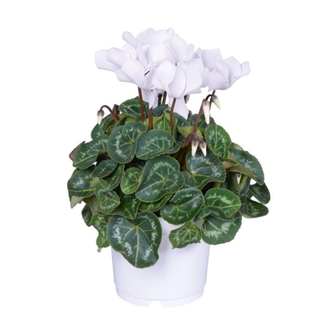 Cyclamen Super Series Winter Potted White