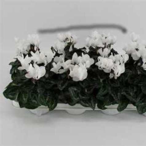 Cyclamen Super Series Winter Potted White