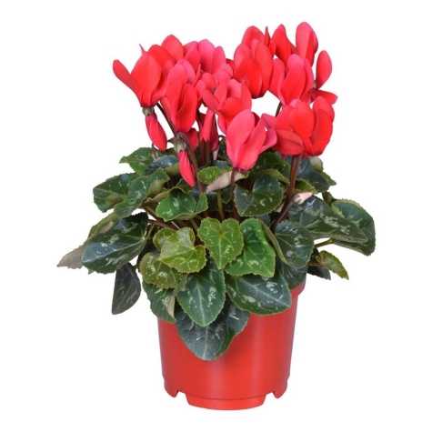 Cyclamen Super Series Winter Potted Red