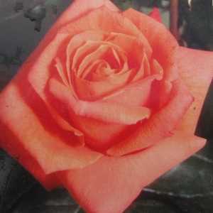 Lovers Meeting Hybrid Tea Rose