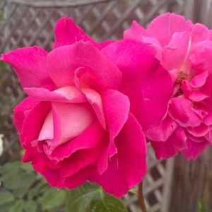 Pink Peace Hybrid Tea Rose