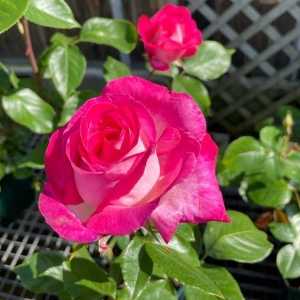 Rose Gaujard Hybrid Tea Rose