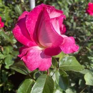 Rose Gaujard Hybrid Tea Rose