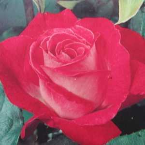 Rose Gaujard Hybrid Tea Rose