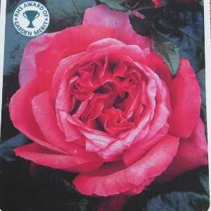 Special Anniversary 1/2 Standard Rose