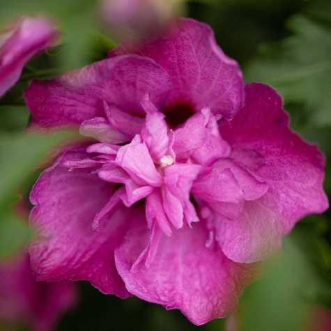 Hibiscus Syriacus Purple Ruffles (Rose of Sharon)