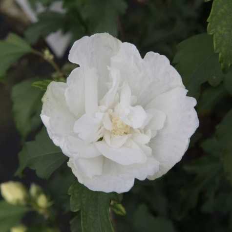 Hibiscus Syriacus White Chiffon (Rose of Sharon)