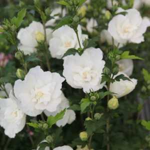 Hibiscus Syriacus White Chiffon (Rose of Sharon)