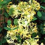 Lonicera Periclymenum Honeysuckle Scentsation