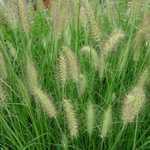 Pennisetum Alopecuroides Hameln Chinese Fountain Grass