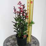 Lobelia Speciosa Fan F1 Scarlet 3 Ltr