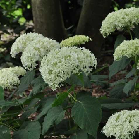 Hydrangea Arborescens Annabelle