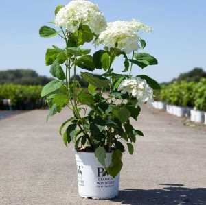 Hydrangea Arborescens Annabelle