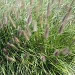 Pennisetum Viridescens  Black Flowered Fountain Grass