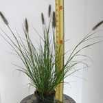 Pennisetum Viridescens  Black Flowered Fountain Grass