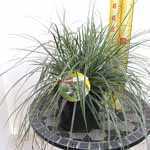 Carex Oshimensis Everest Sedge