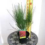 Cytisus Boskoop Ruby Broom
