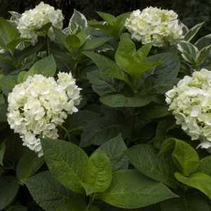 Hydrangea Macrophylla Endless Summer The Bride