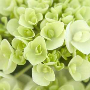 Hydrangea Macrophylla Endless Summer The Bride